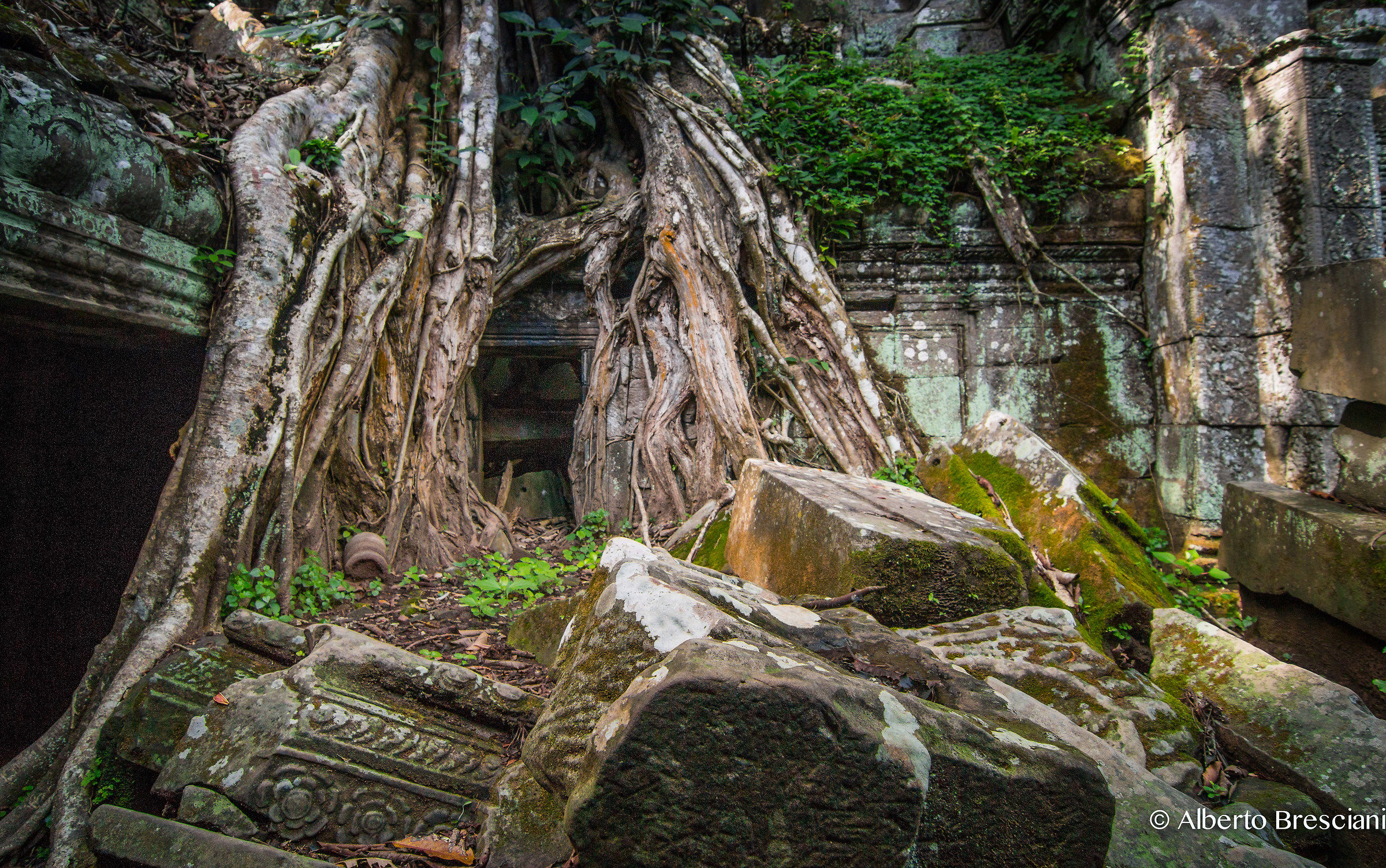 I look at you from the roots