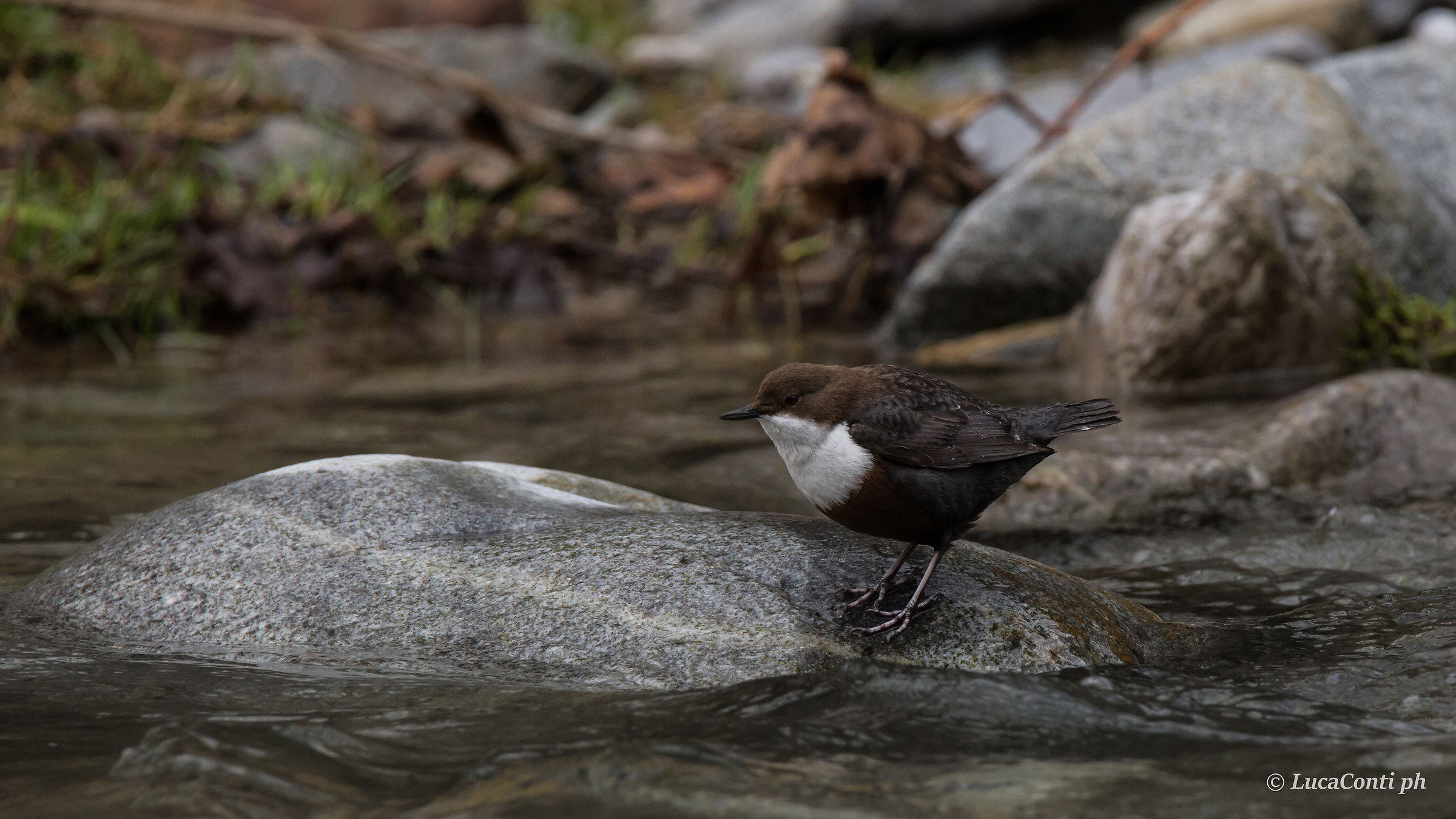 White-throated dipper (dipper)