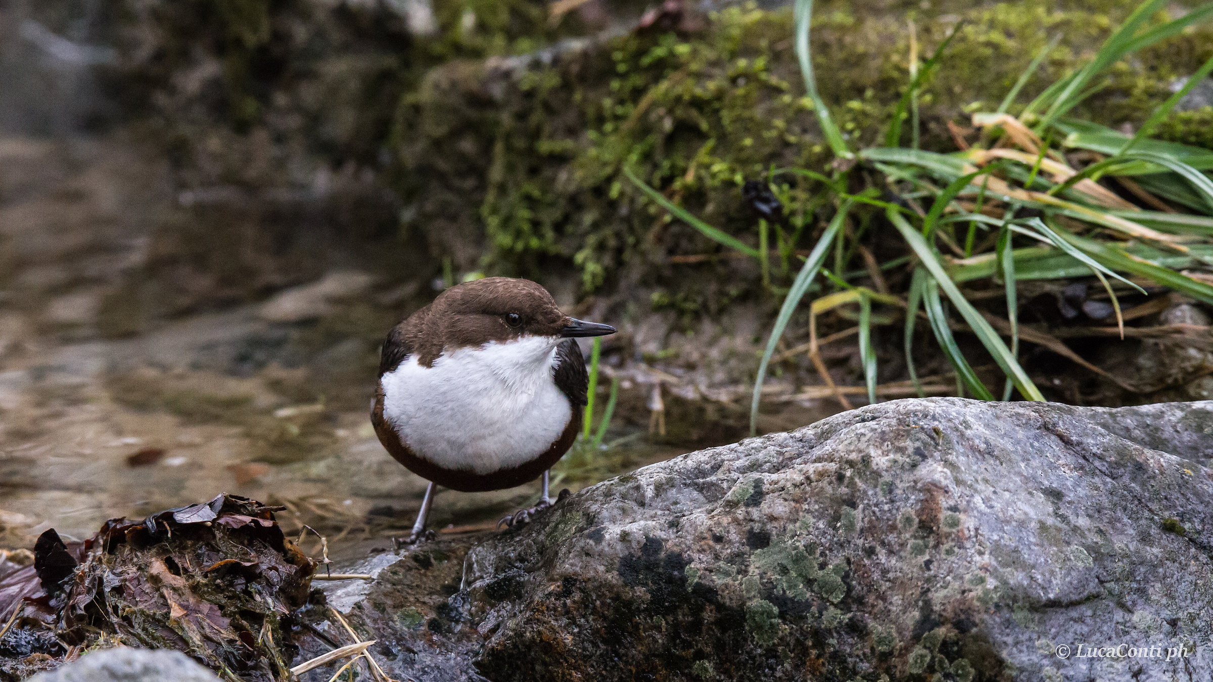 White-throated dipper (dipper)