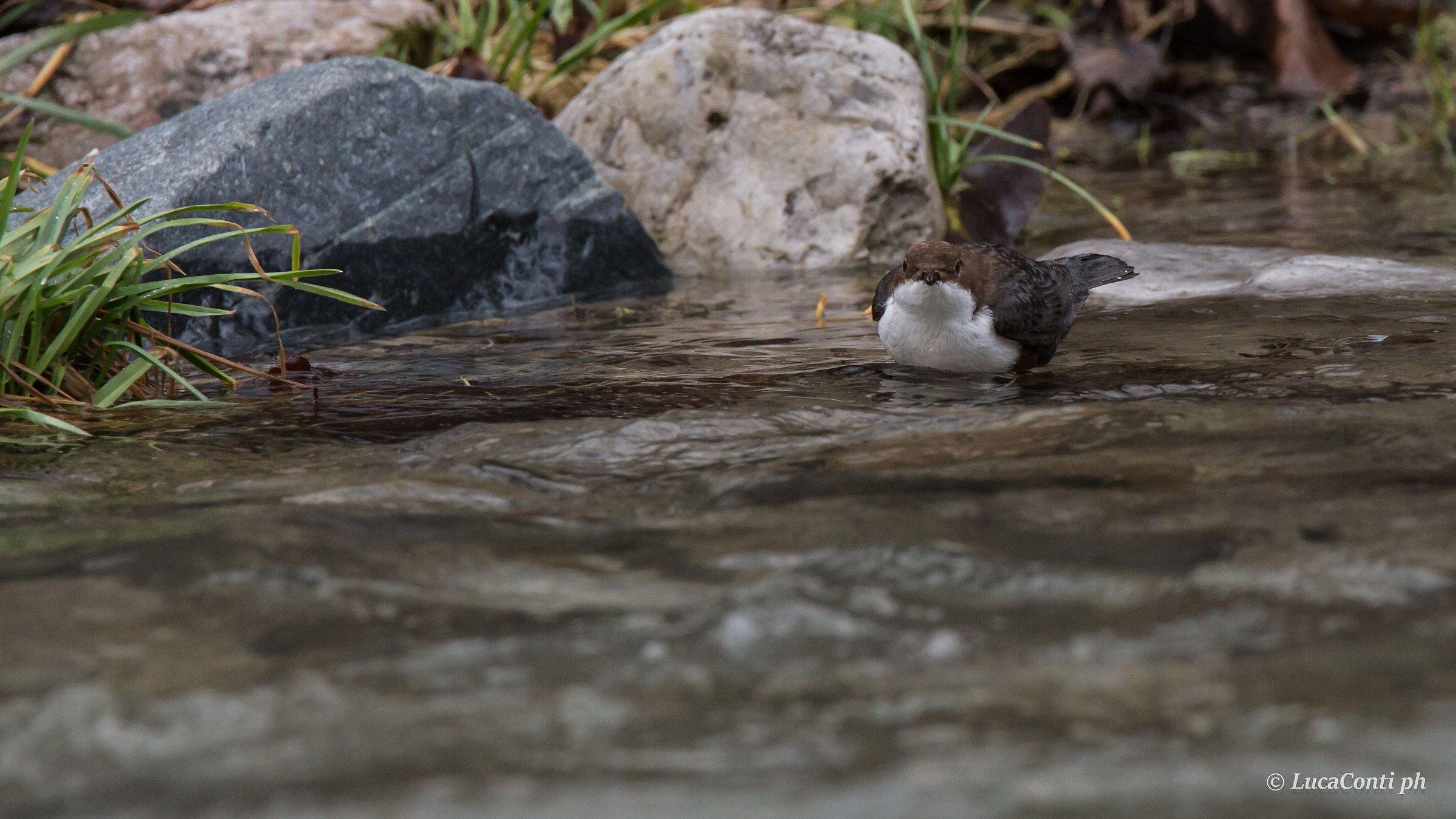 White-throated dipper (dipper)