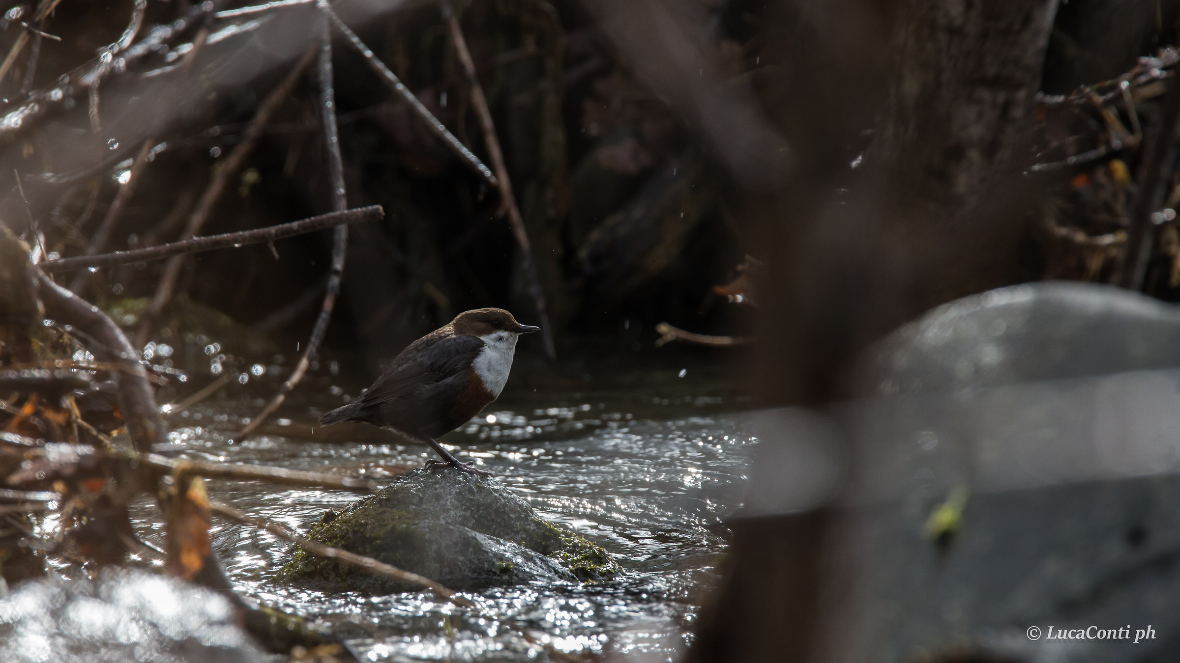 White-throated dipper (dipper)