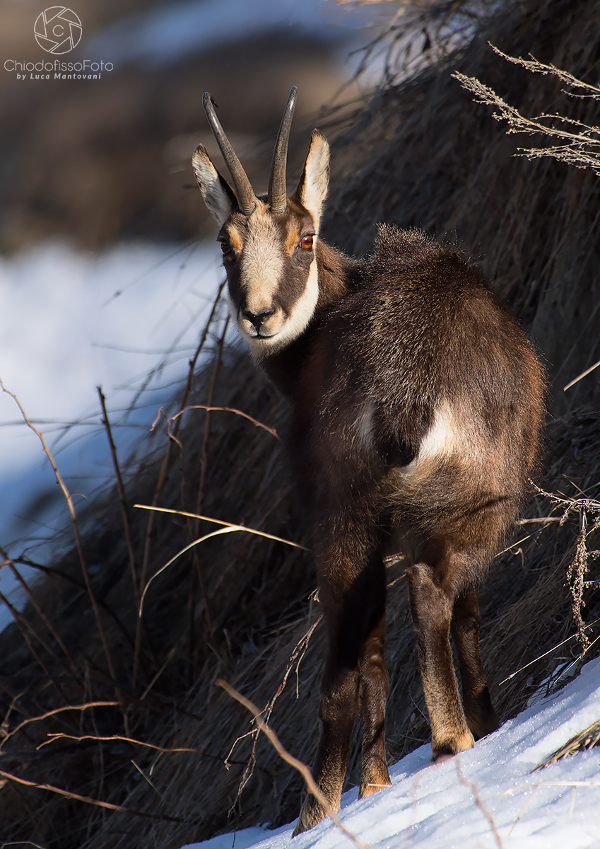 Buongiorno.....sorpresa!
