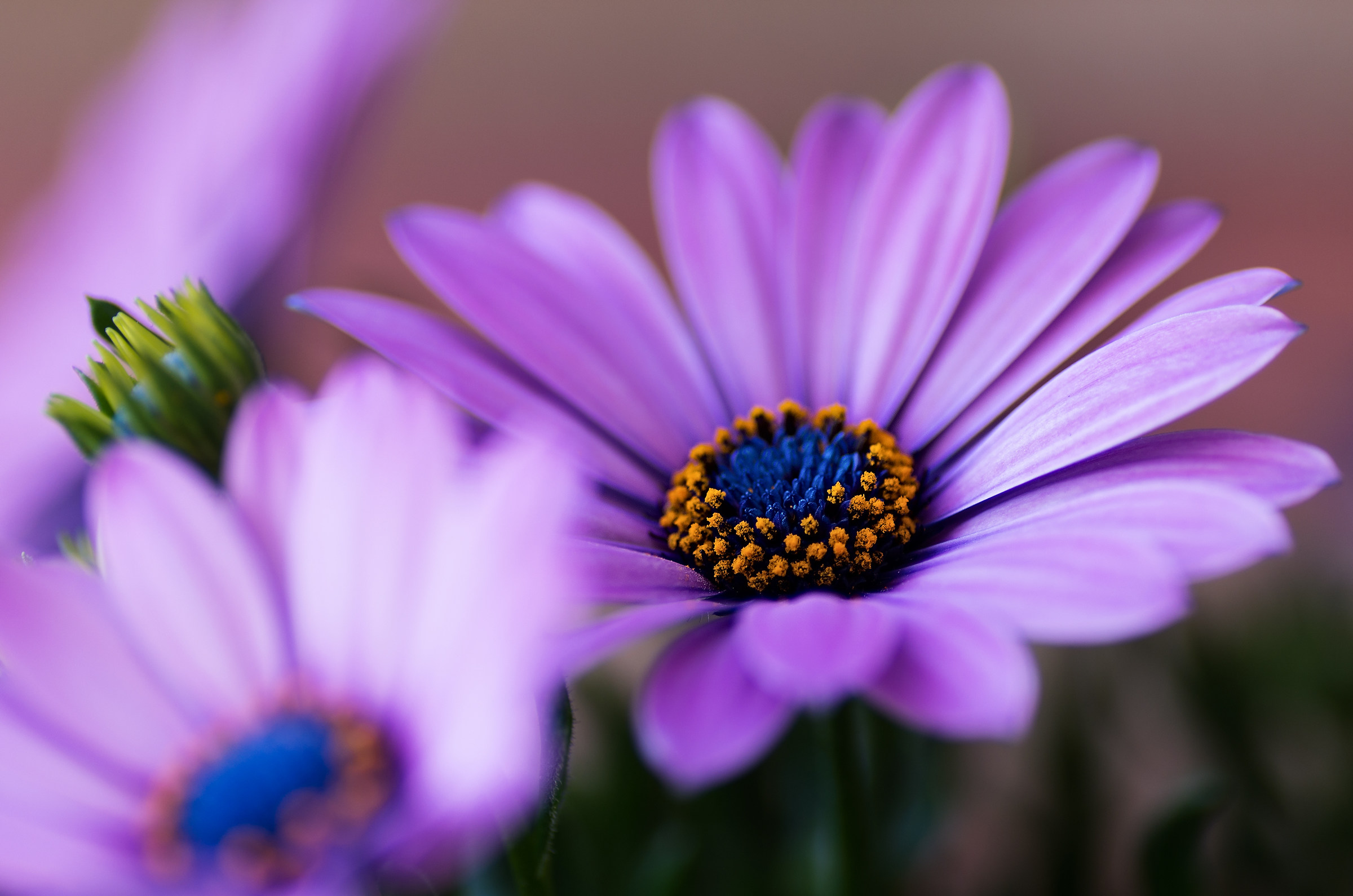 a flower never hurts