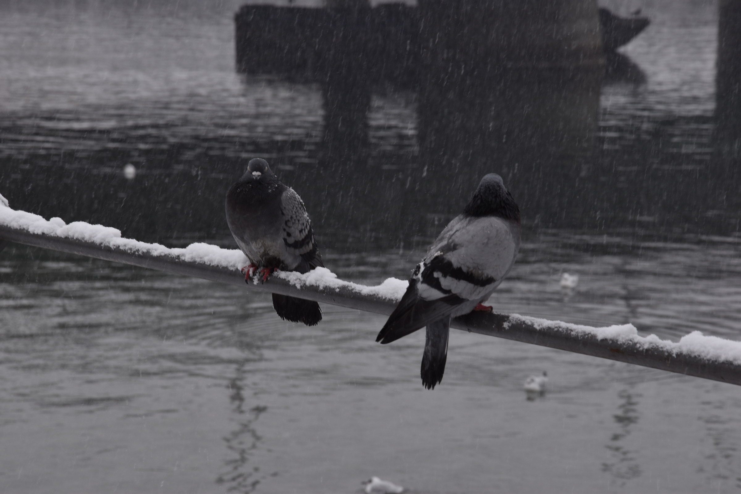 Pigeons with Snow