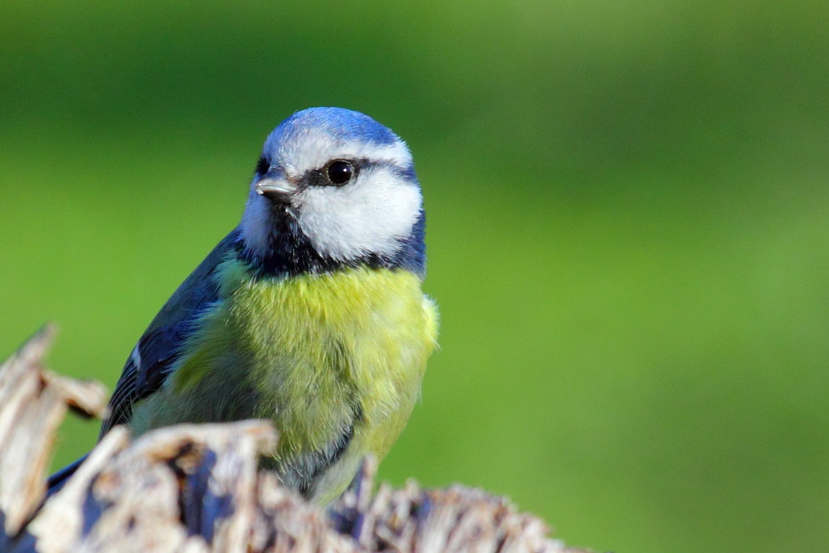 blue tit (Cyanistes caeruleus)