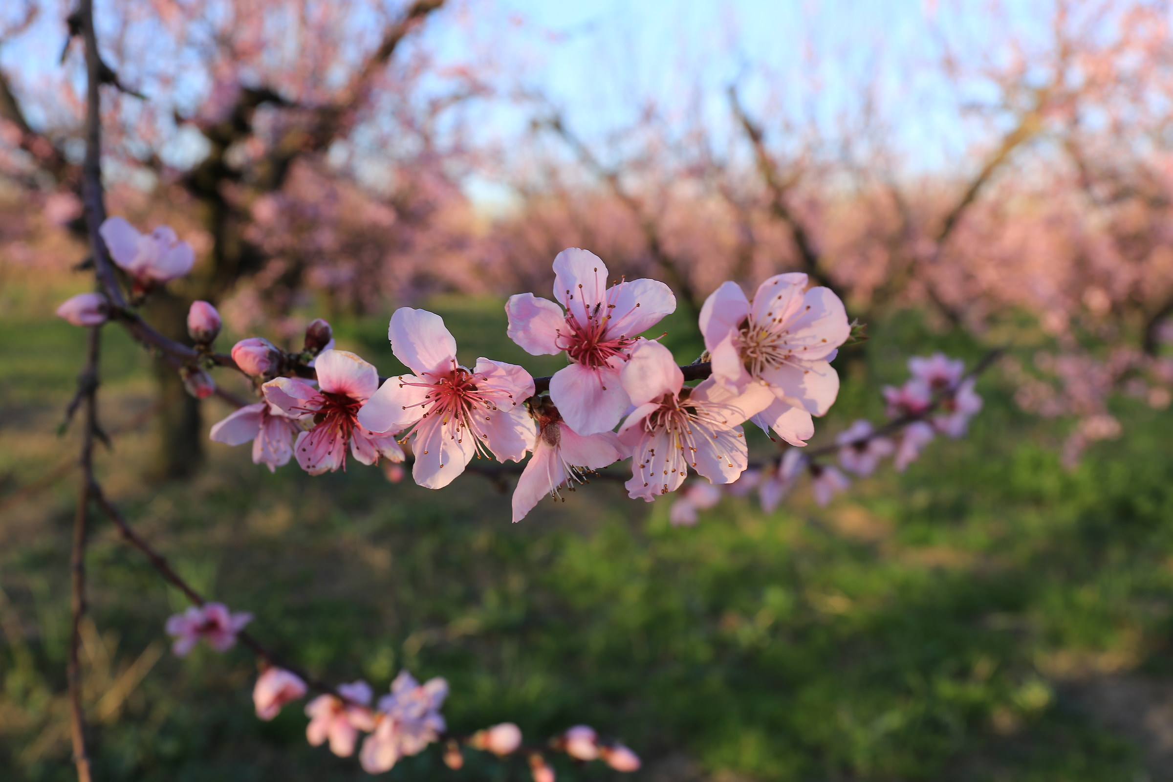Peach flowers
