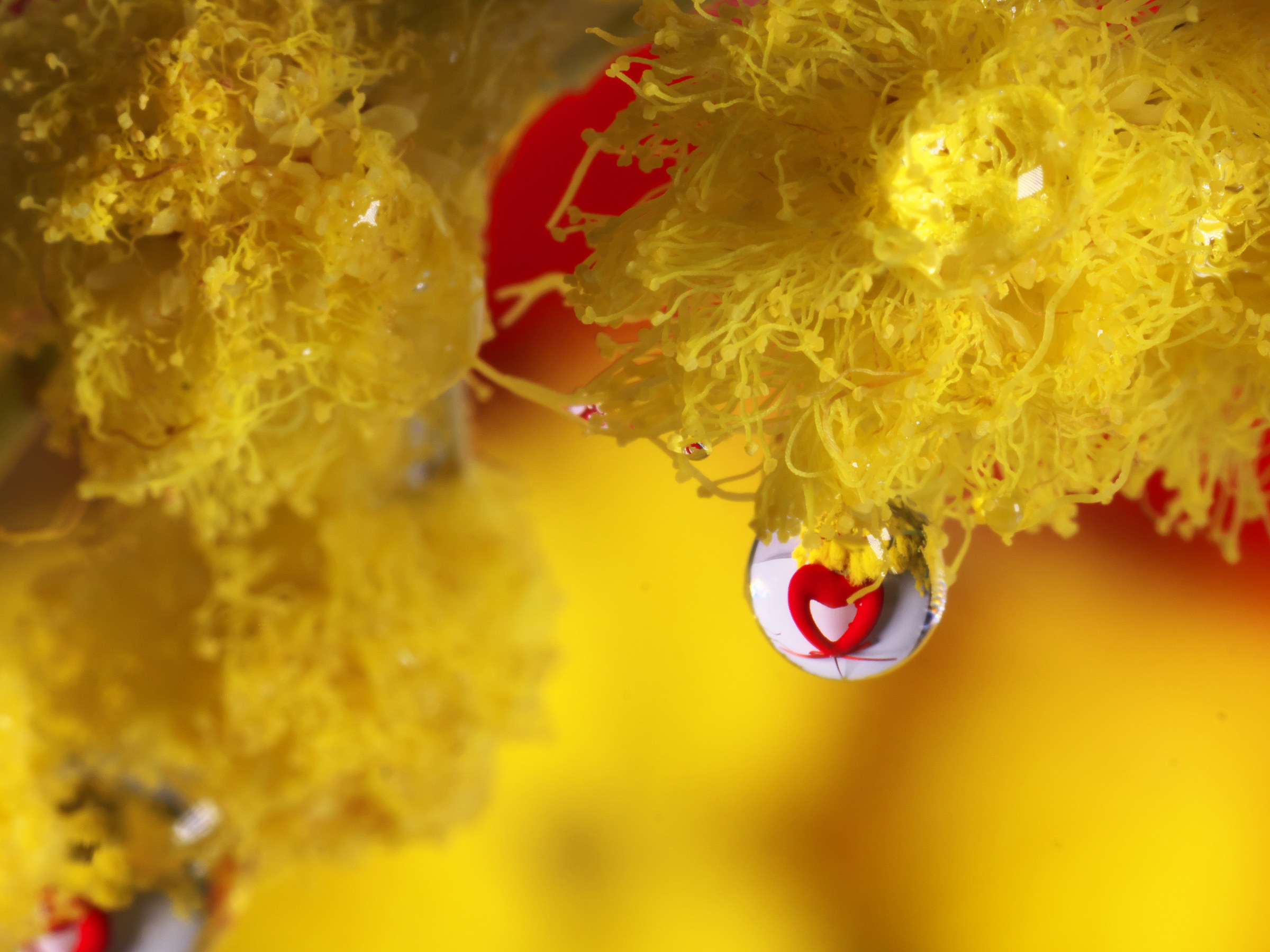 Buona festa della donna!