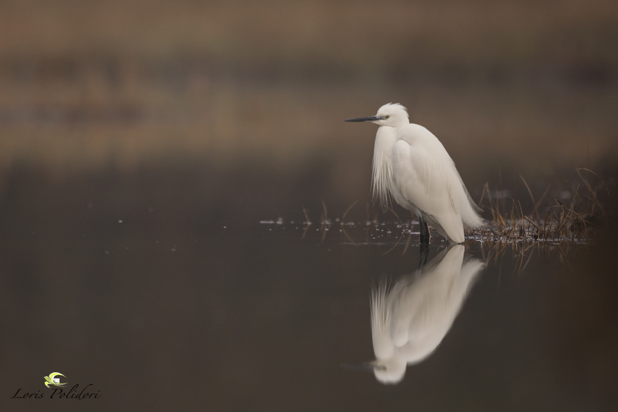 egret