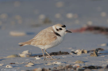 Charadrius melodus