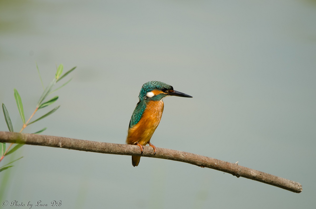 Kingfisher