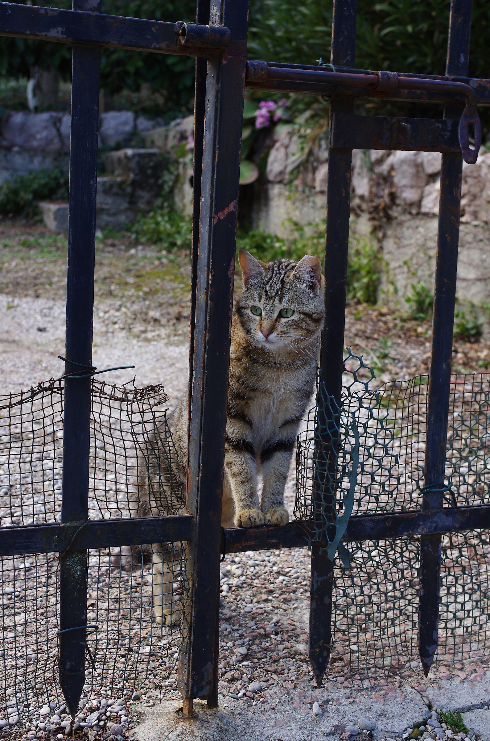 felino al cancello