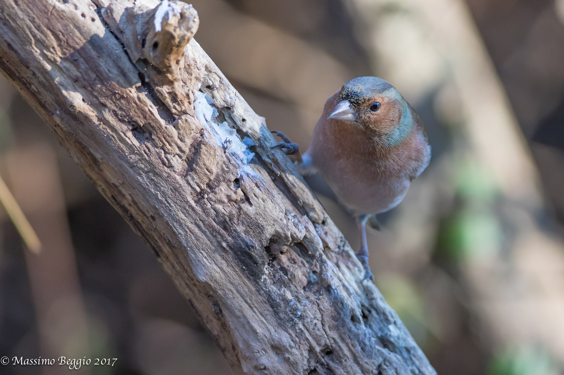 curious Chaffinch