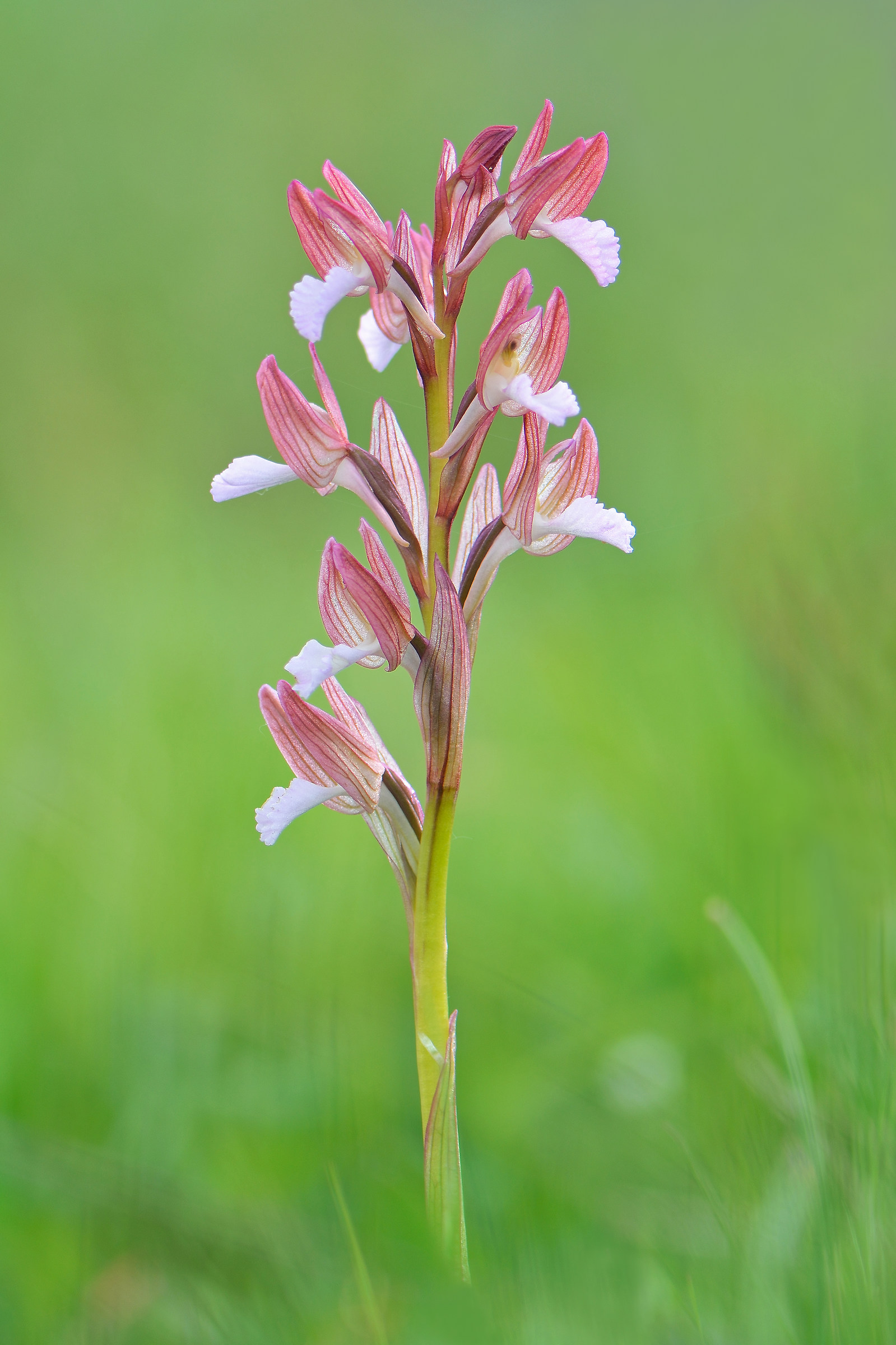 Anacamptis papilionacea (Orchidea farfalla)