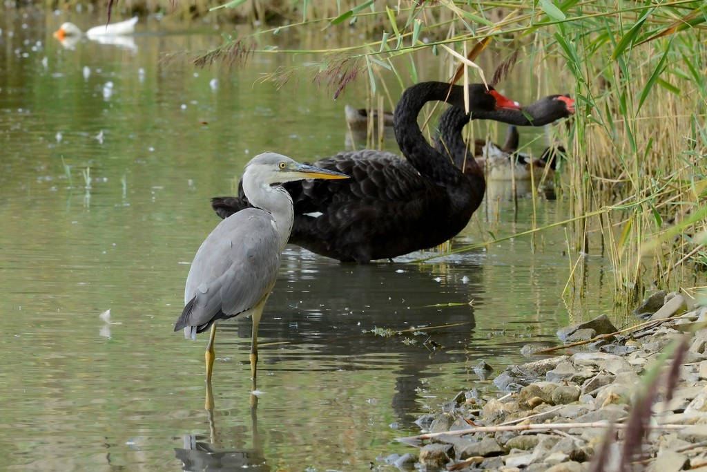 Airone e cigno nero a due teste ..........