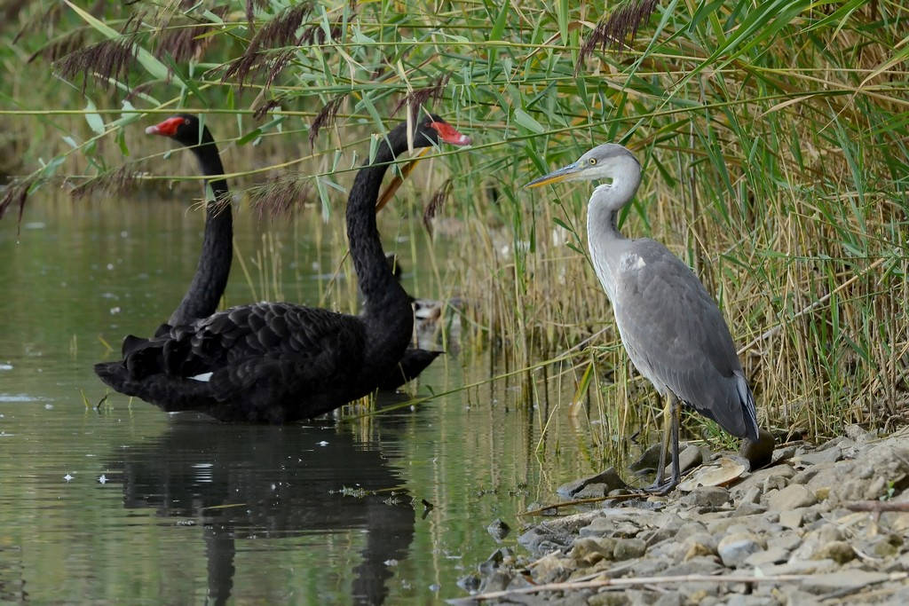 Airone e cigni neri