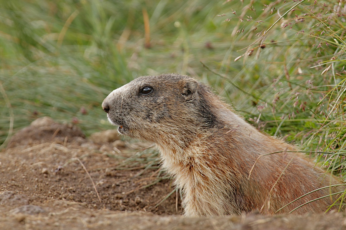 Marmot