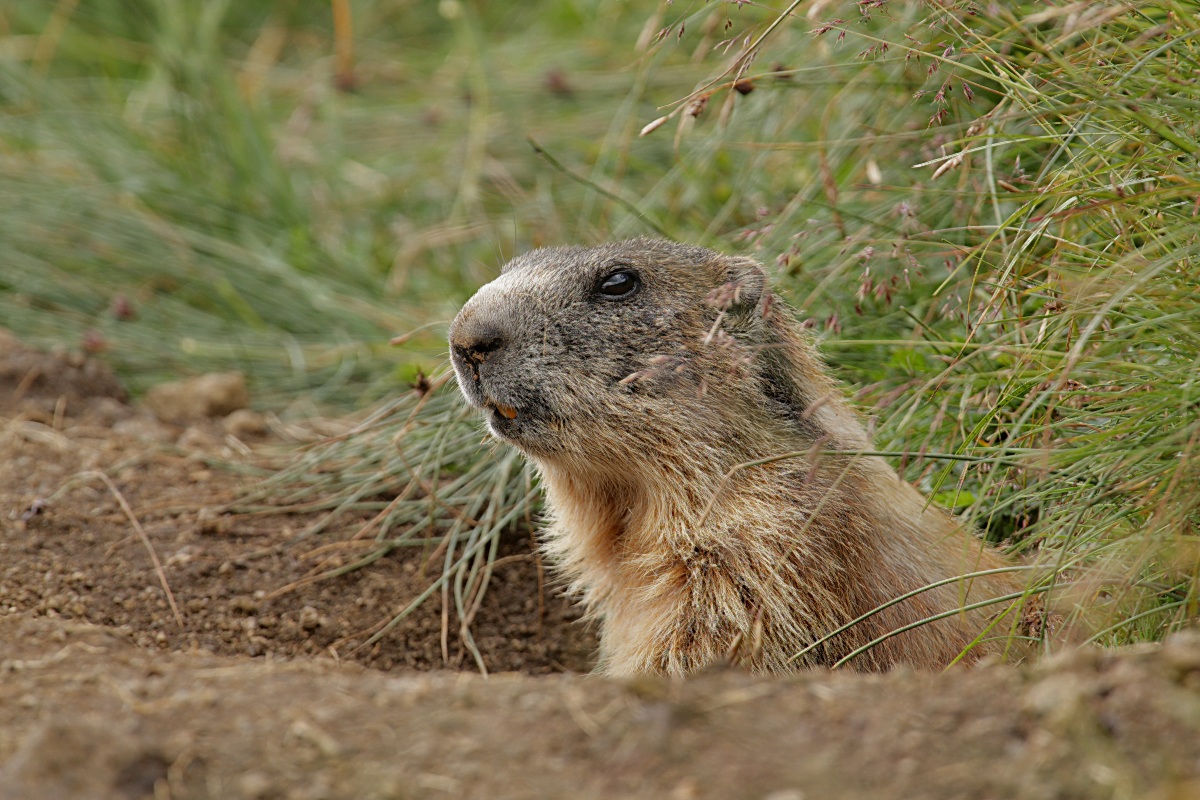 Marmot