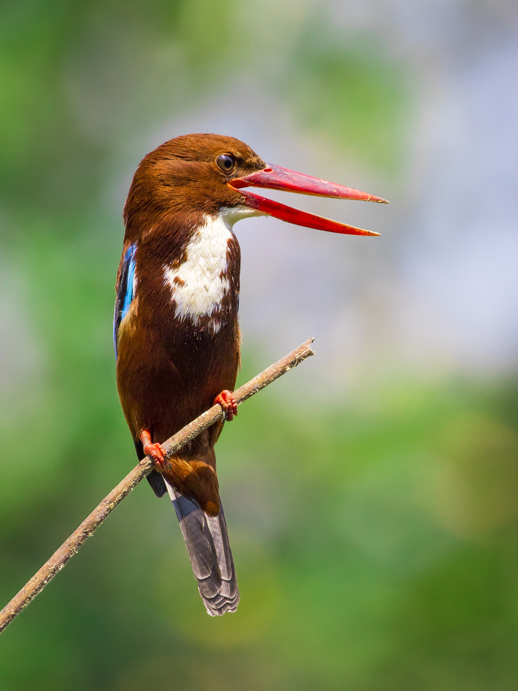 Martin pescatore Bianco-throated (Halcyon smyrnensis)