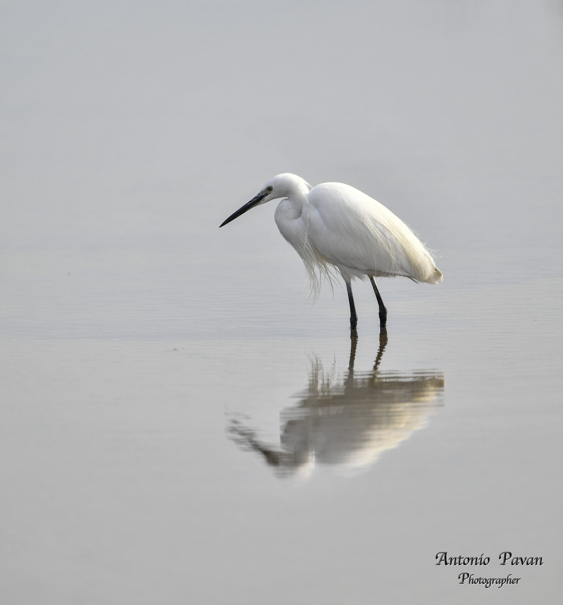 egret