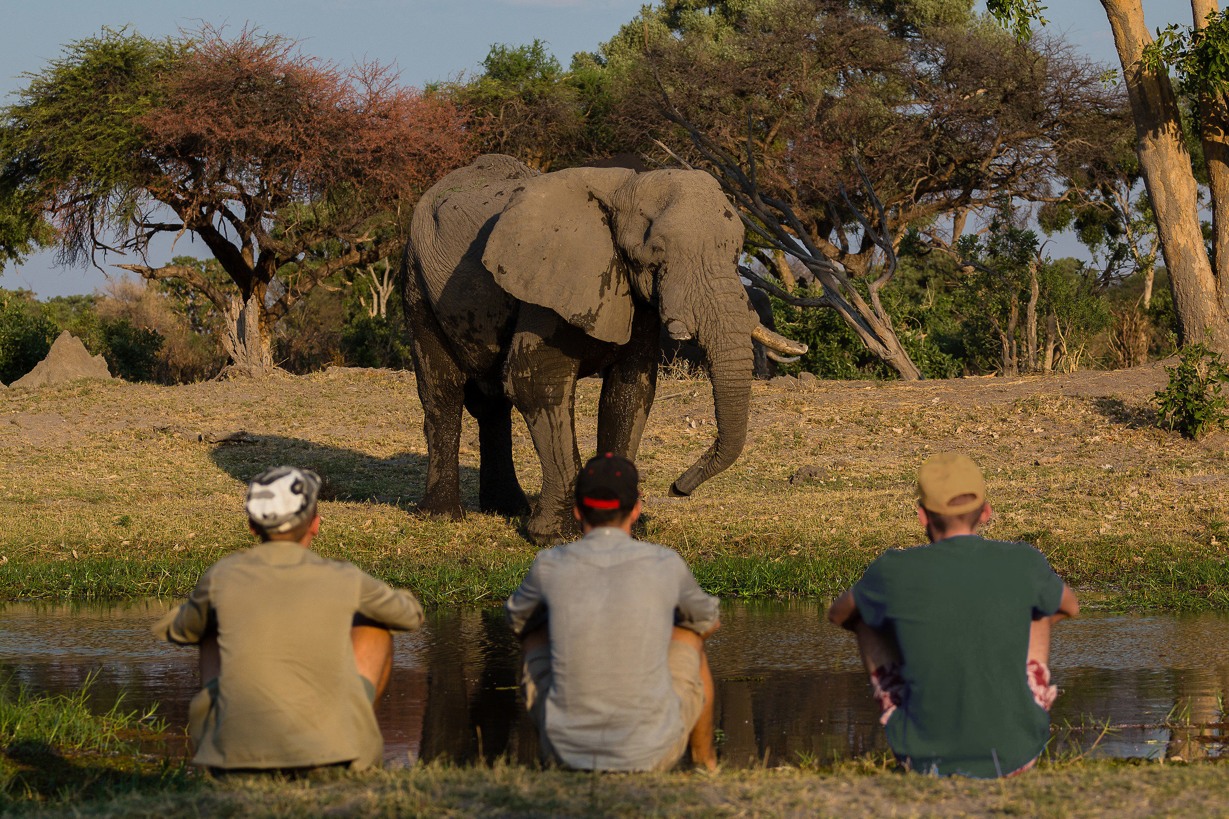 tre uomini e un elefante
