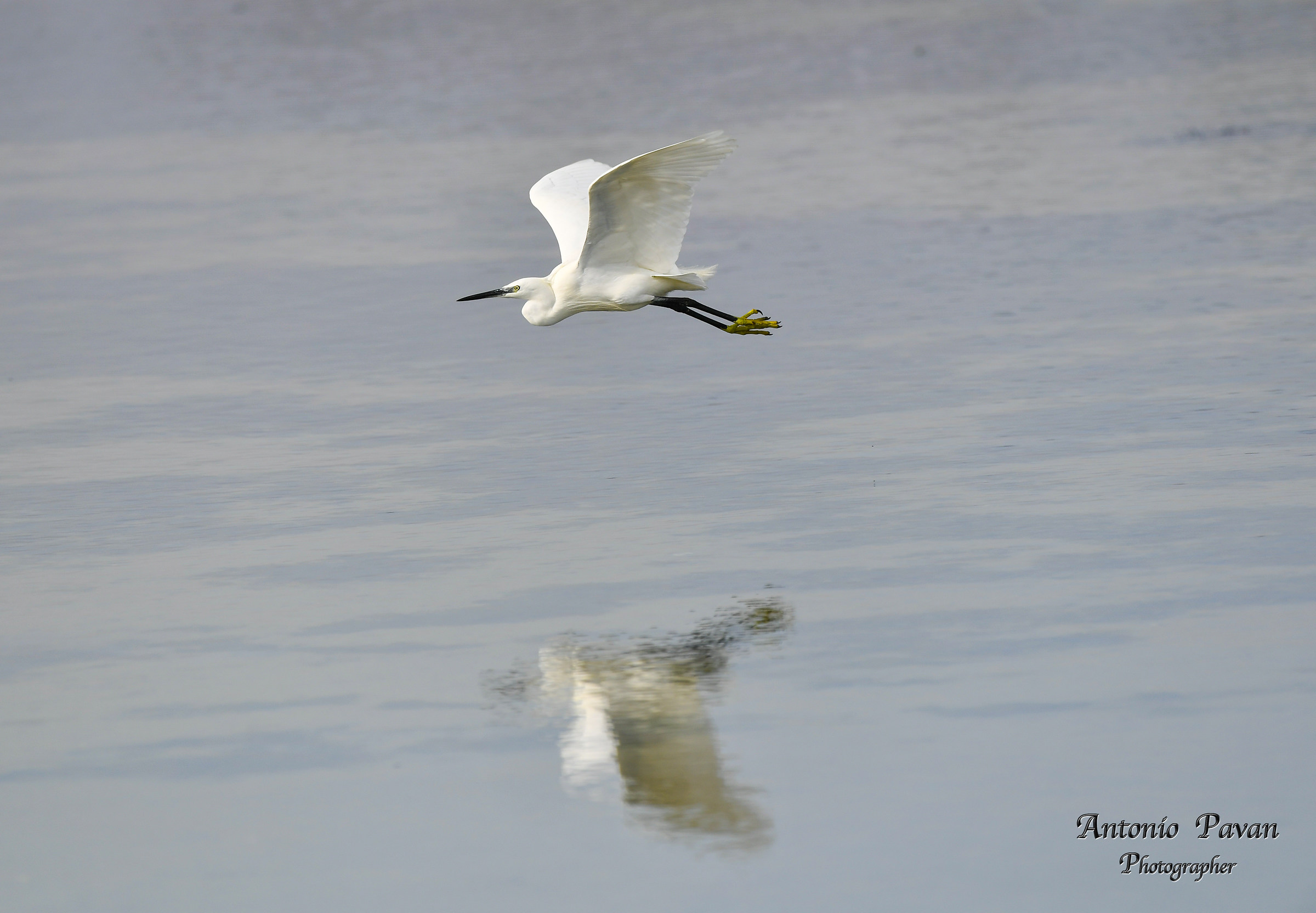 egret