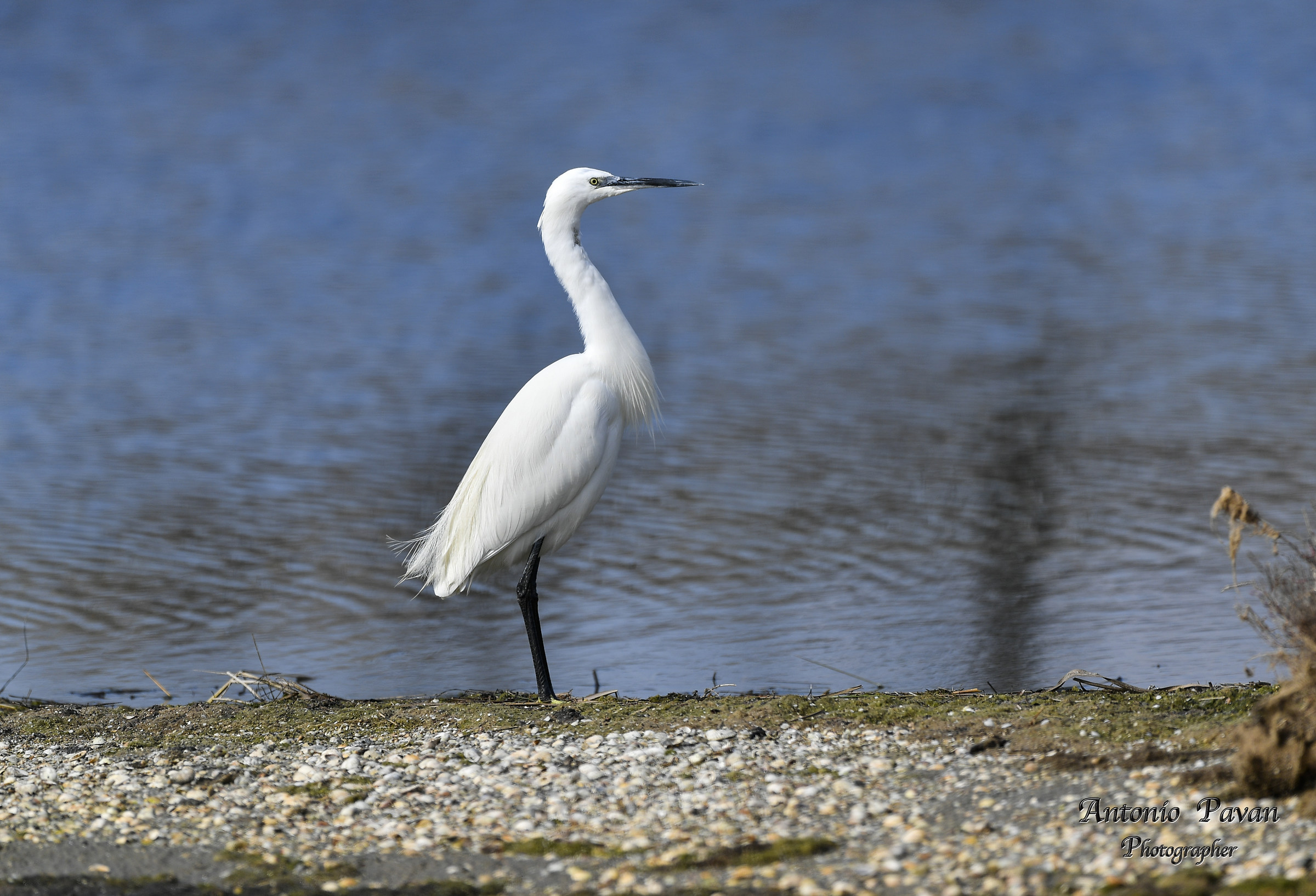 egret