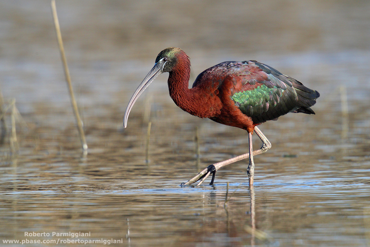 I mille colori del mignattaio