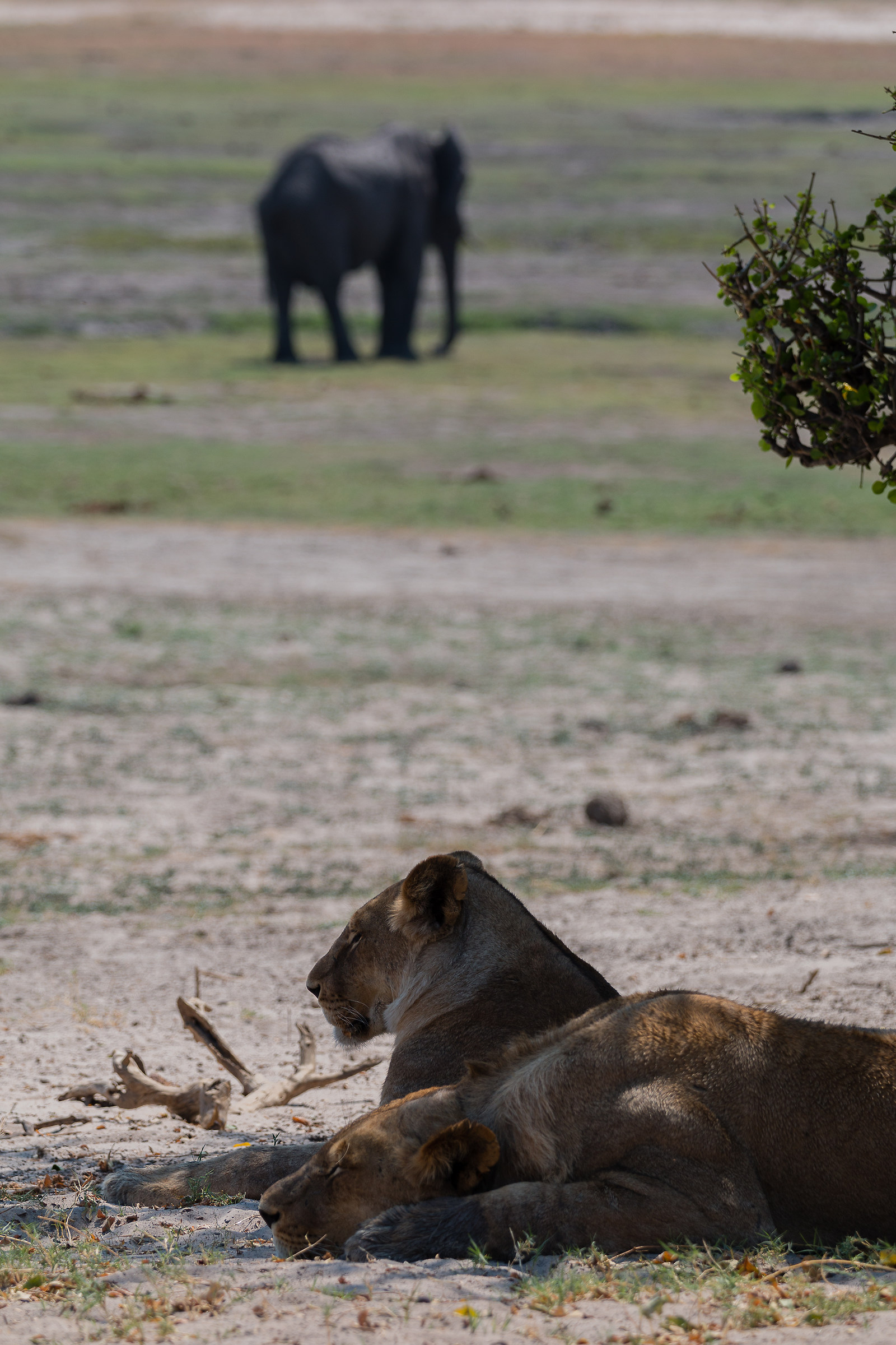 chi dorme e chi passeggia
