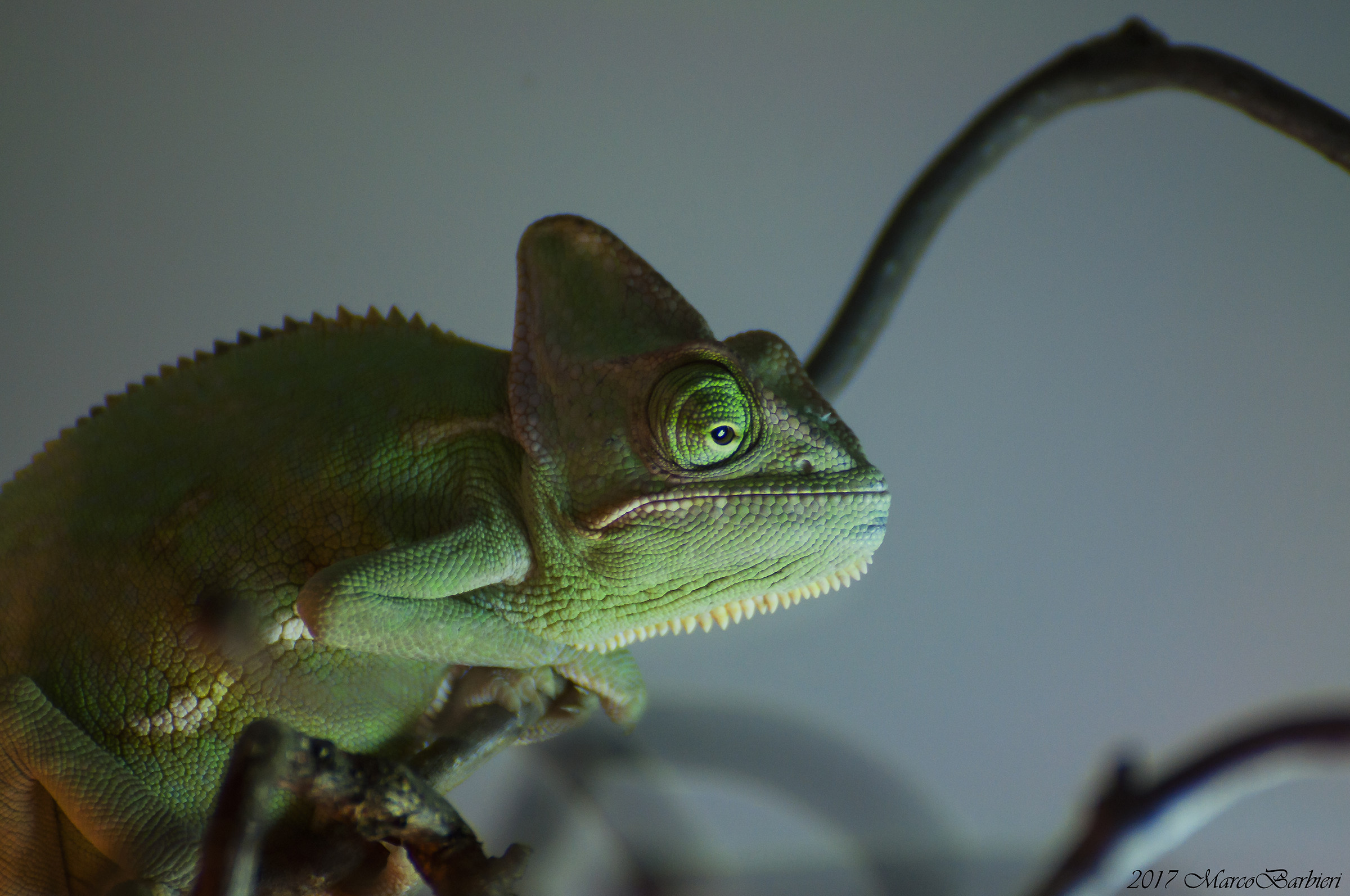 Chamaeleo calyptratus