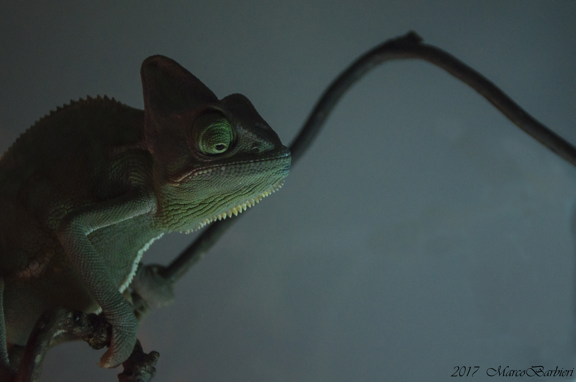 Chamaeleo calyptratus