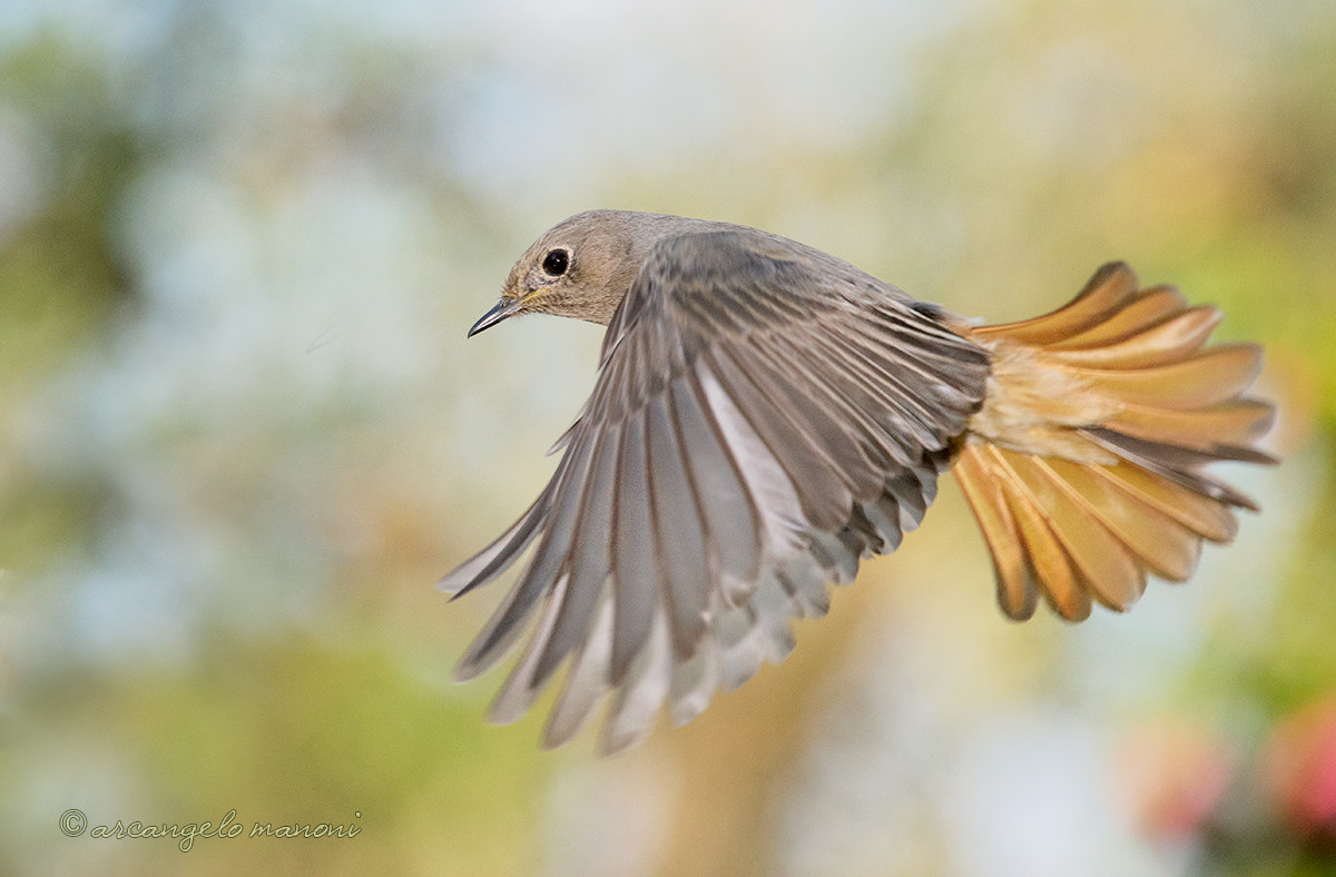 Svirgolando nel giardino