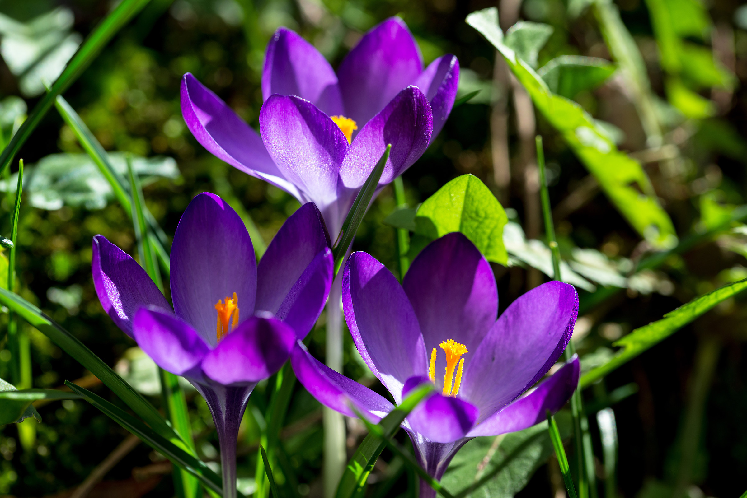 Crocus