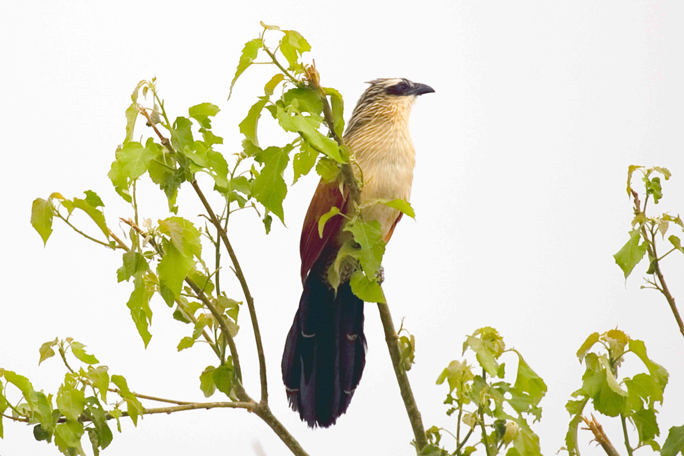 Senegal Coucal