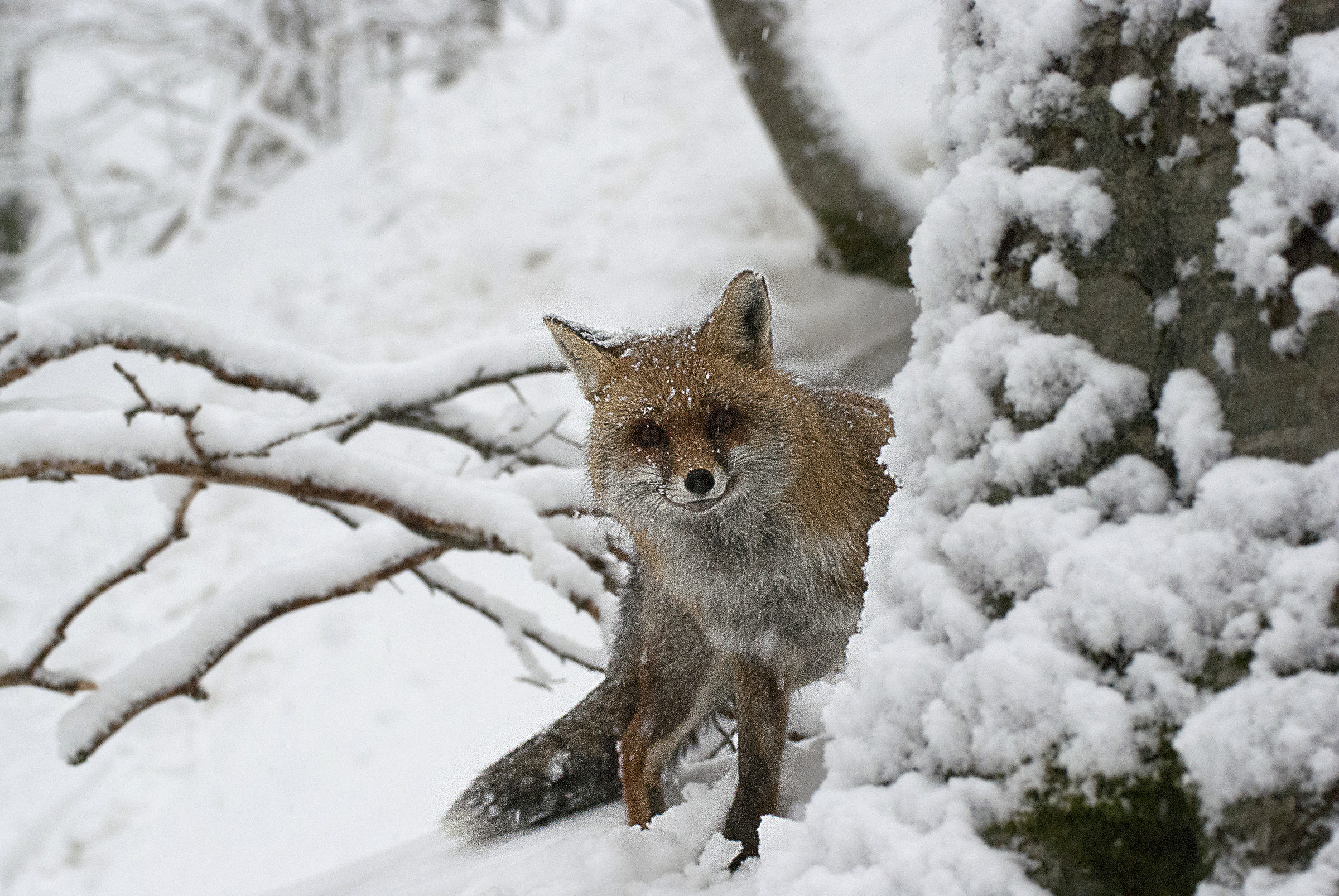 Fox in the snow