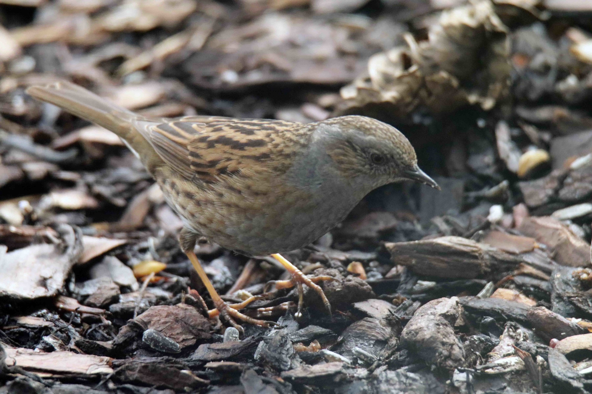 Dunnock