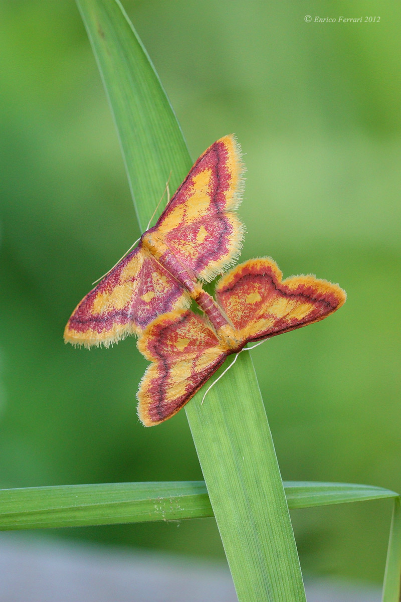Idaea muricata Mating