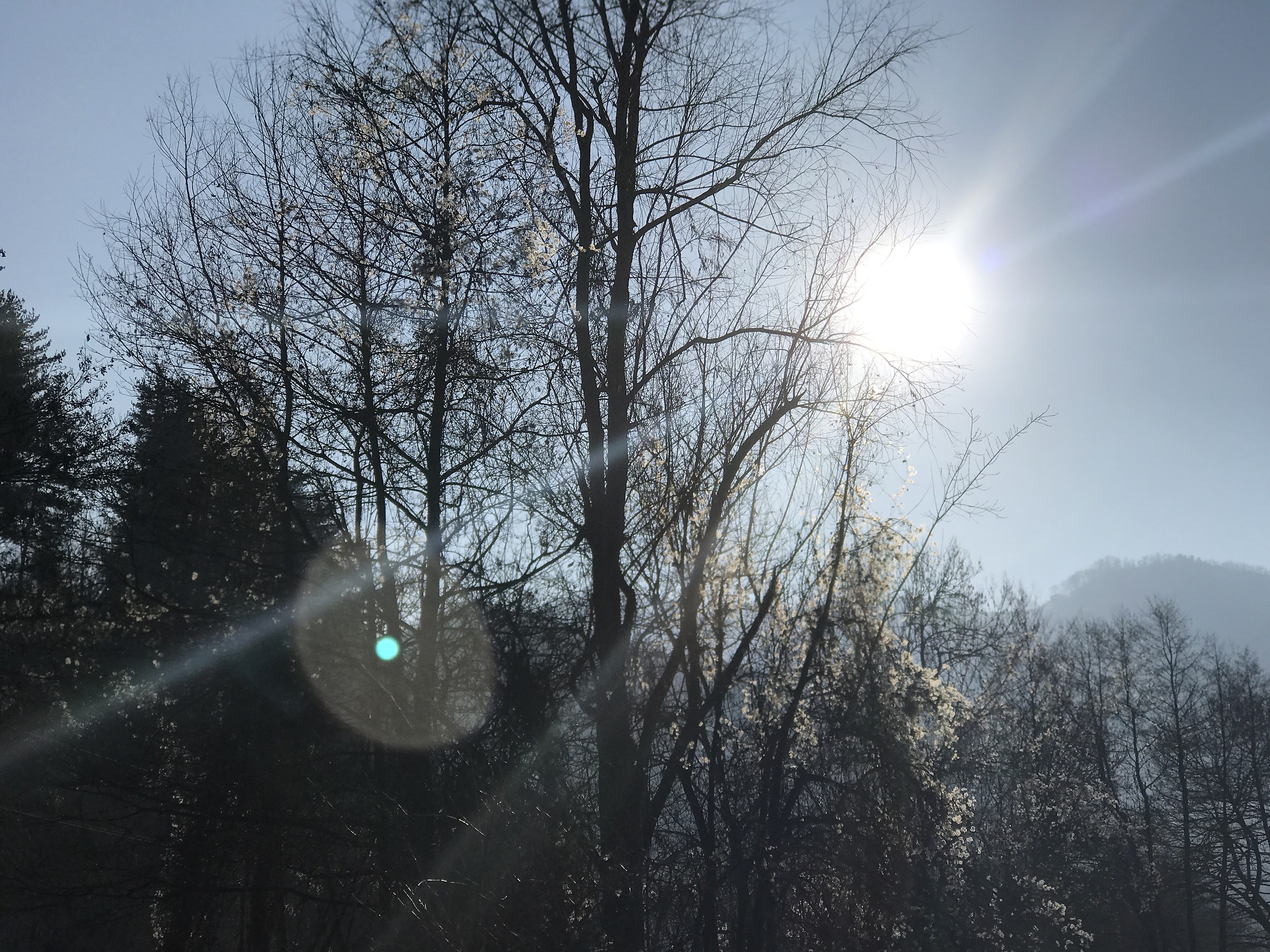 Sun through the Trees