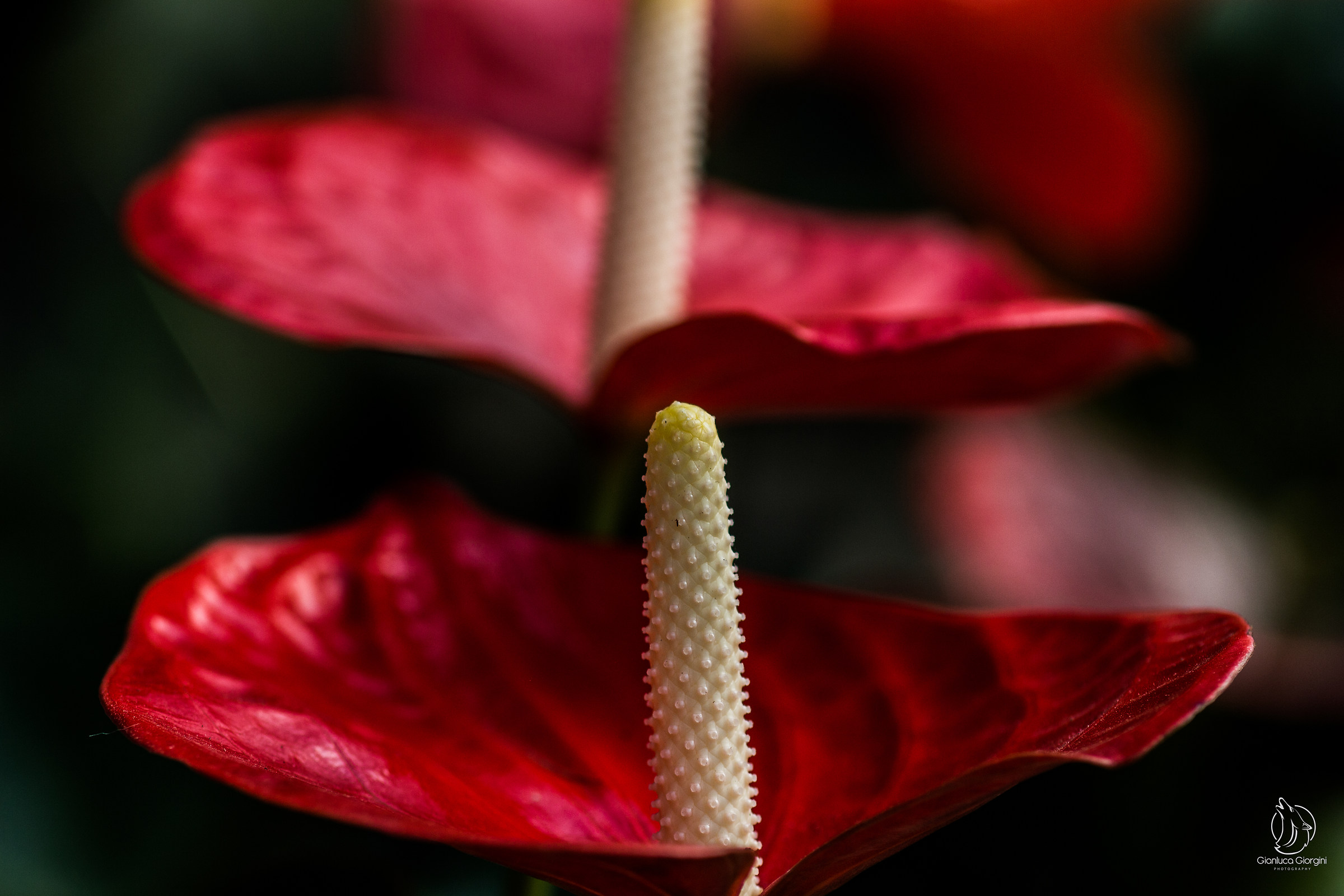 anthurium rosso