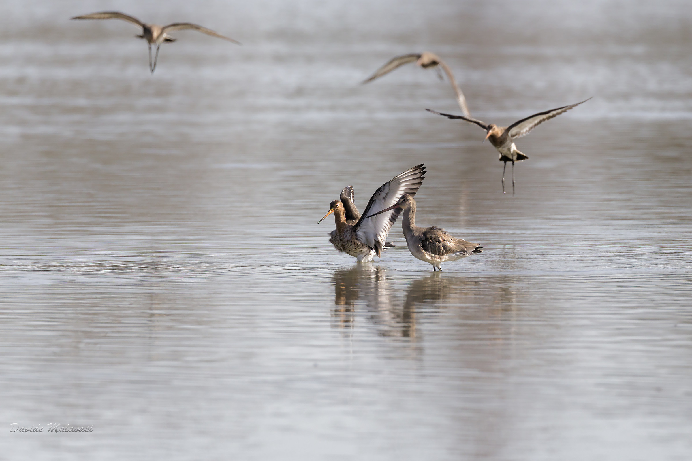 godwits