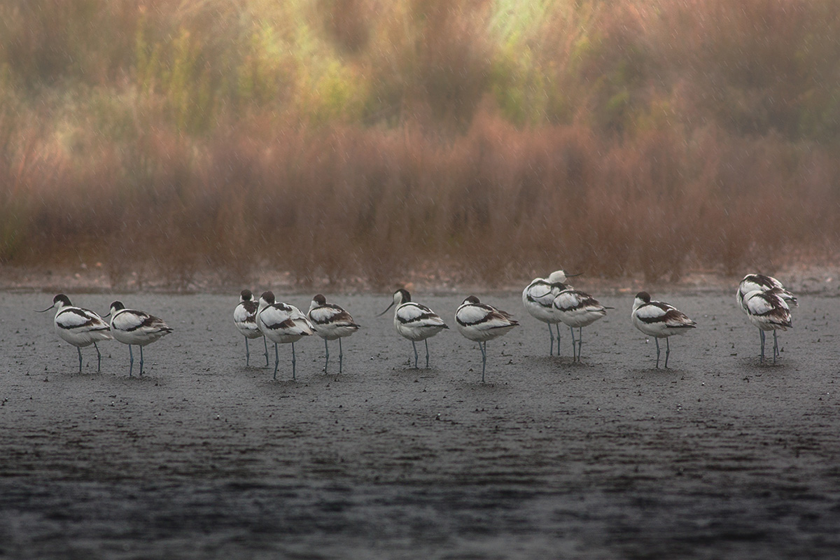 Avocets in the rain