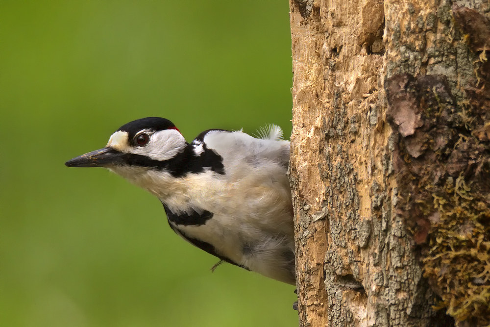 Spotted Woodpecker