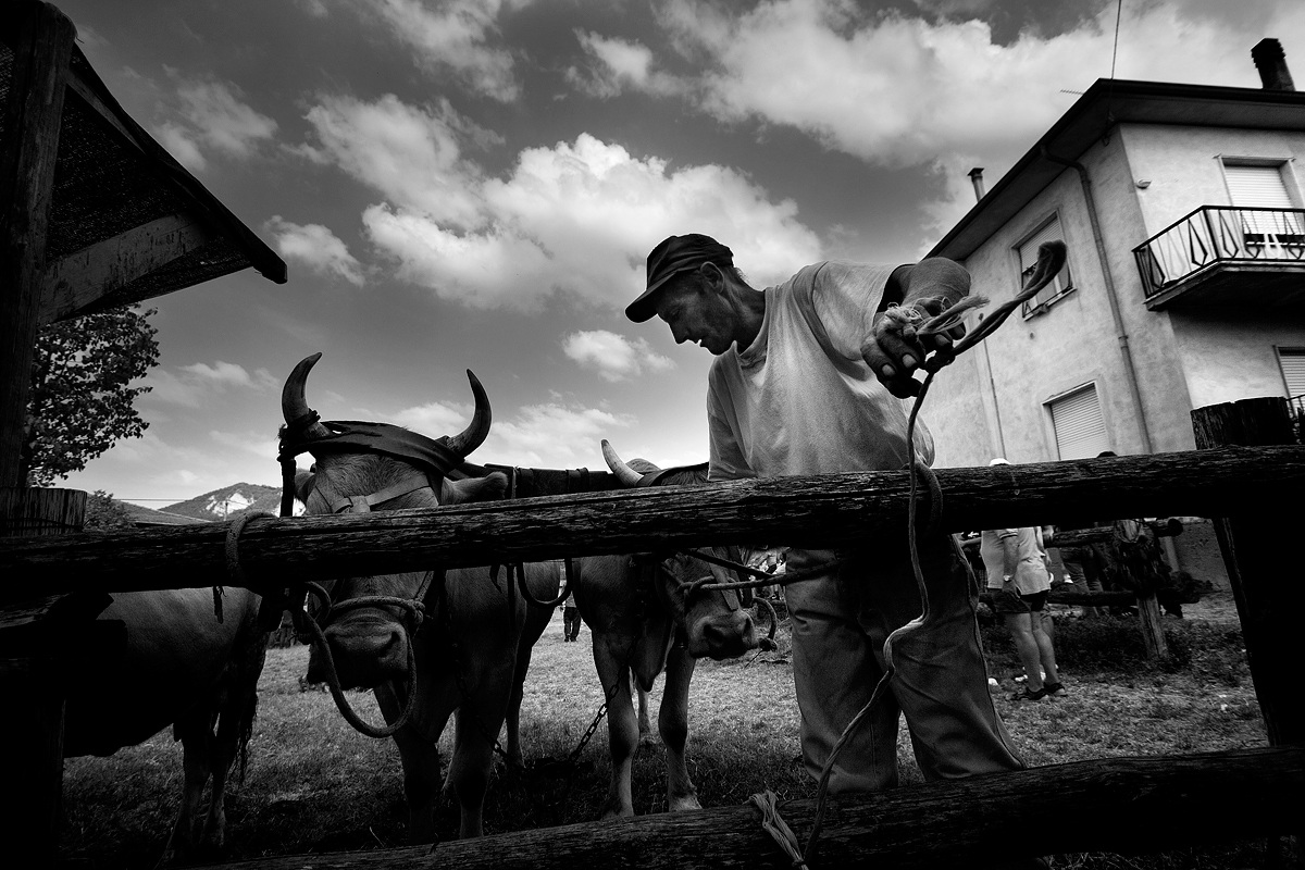 Si preparano le vacche per il trasporto del fieno