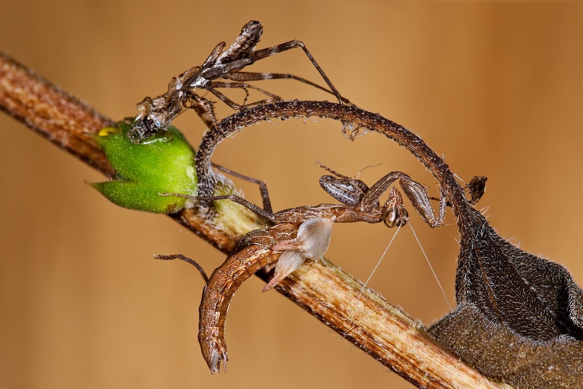 Sotto il vestito niente