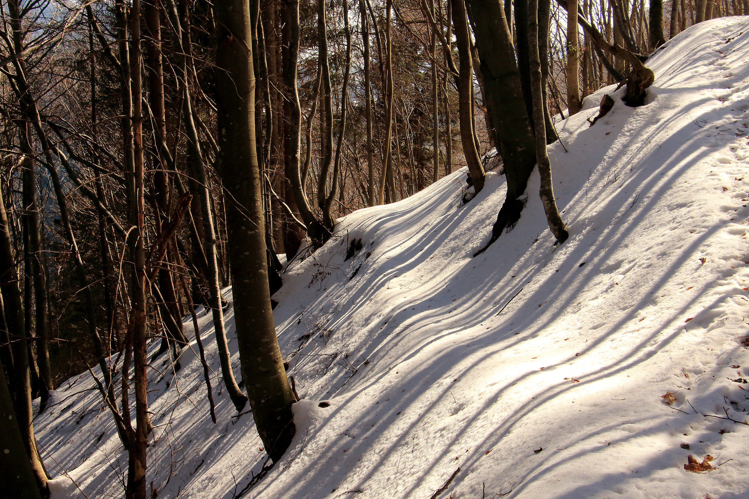 climbing the beech forest in winter