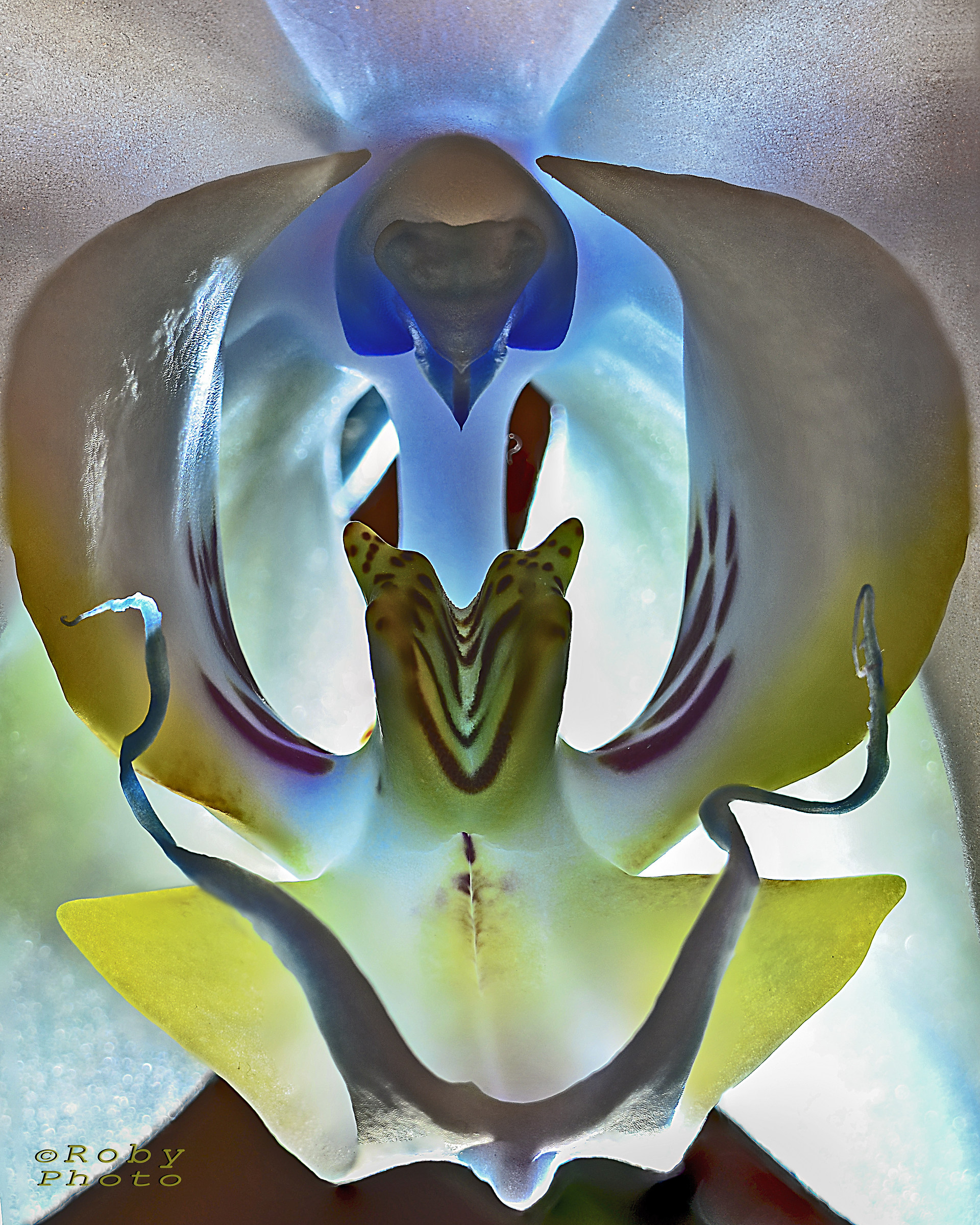 Simmetrie naturali...