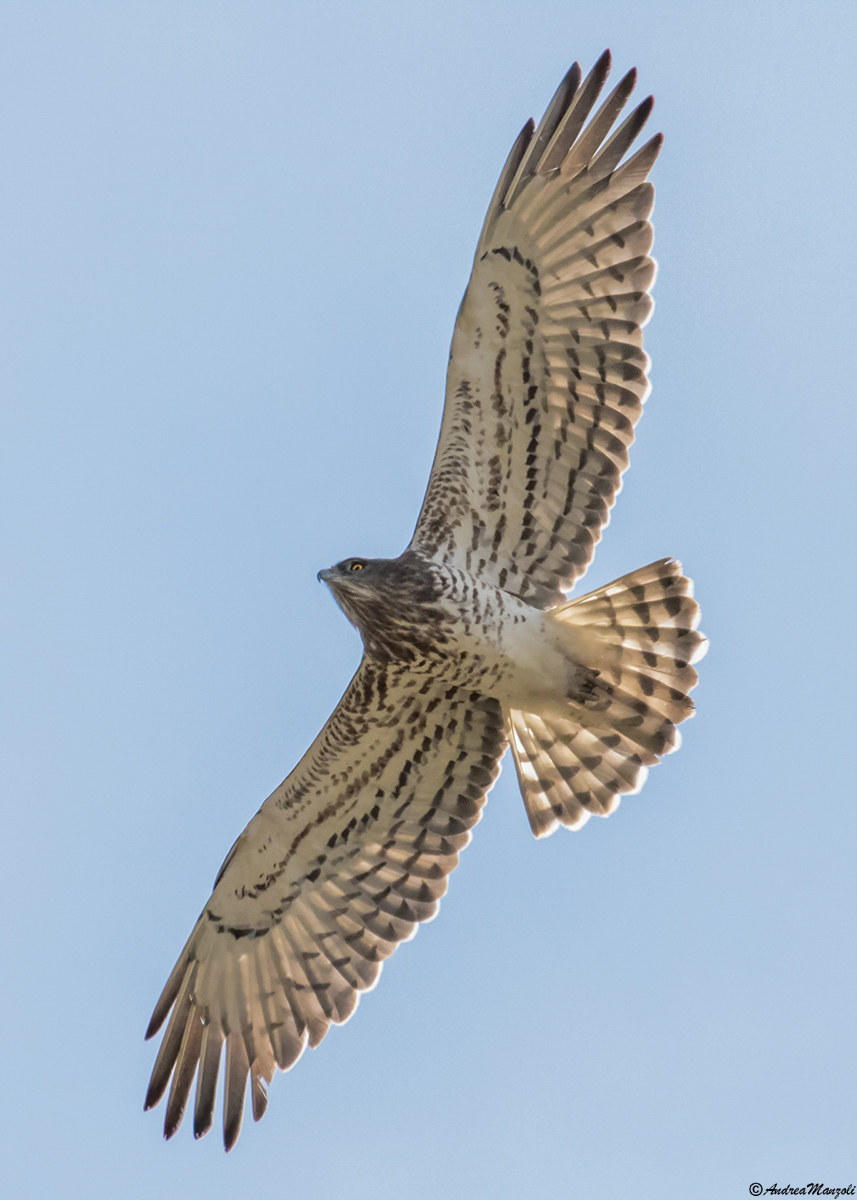 Biancone in Migrazione / Liguria 2017