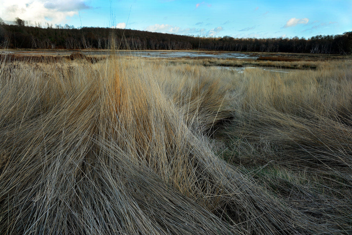 Palude sulfurea - Manziana 20170305