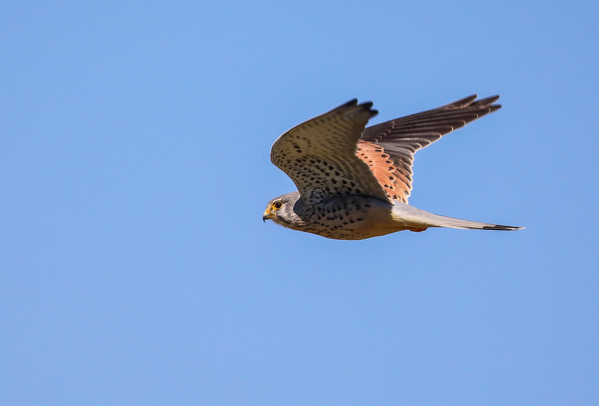 Kestrel