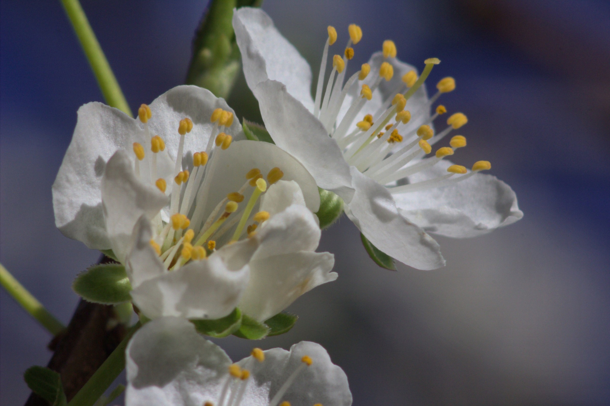 plum flower