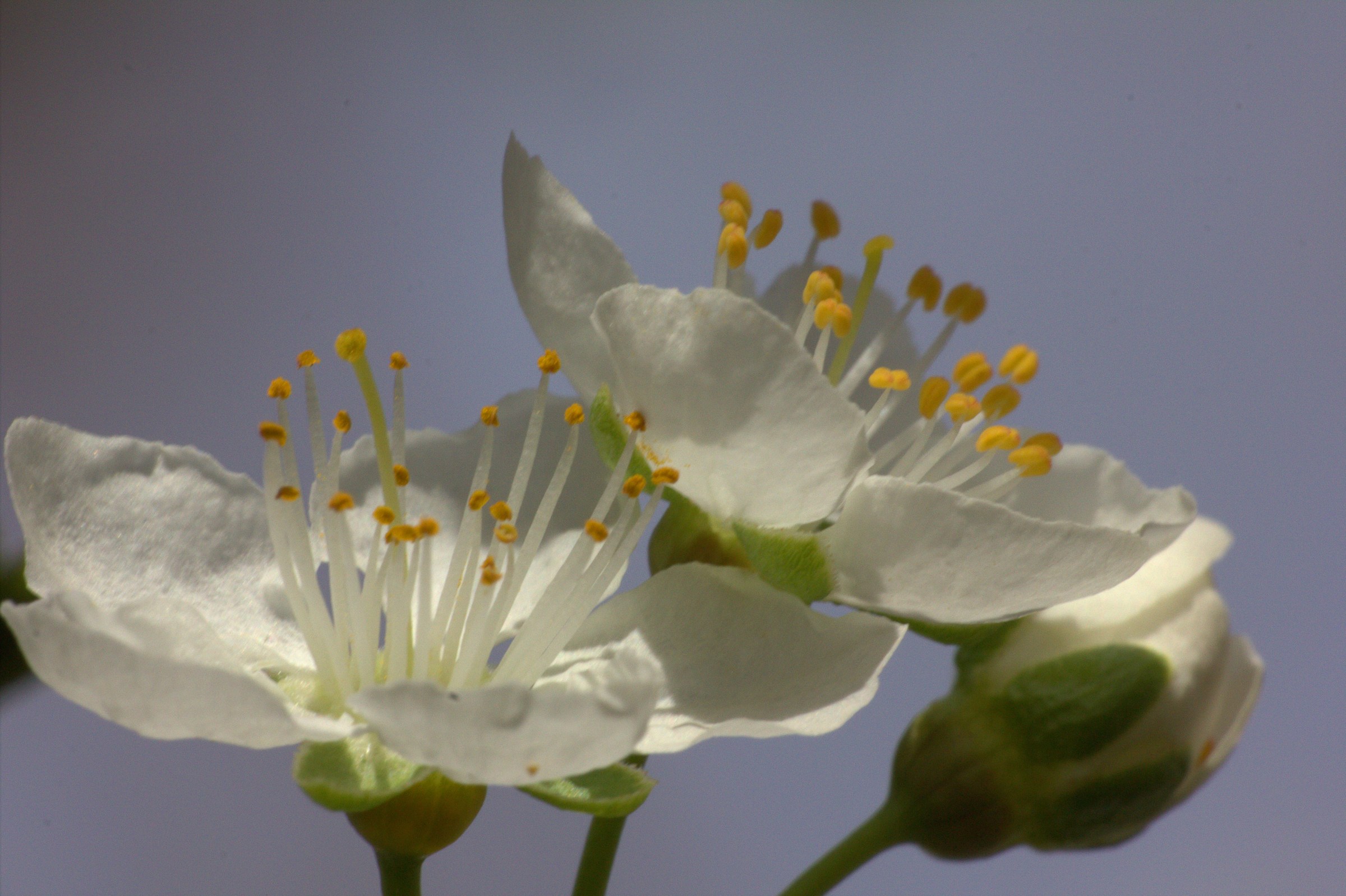 plum flower 2